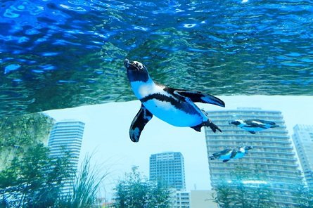 世界ペンギンの日 In サンシャイン水族館 Save The Penguin Campaign ニュースリリース 株式会社サンシャインシティ
