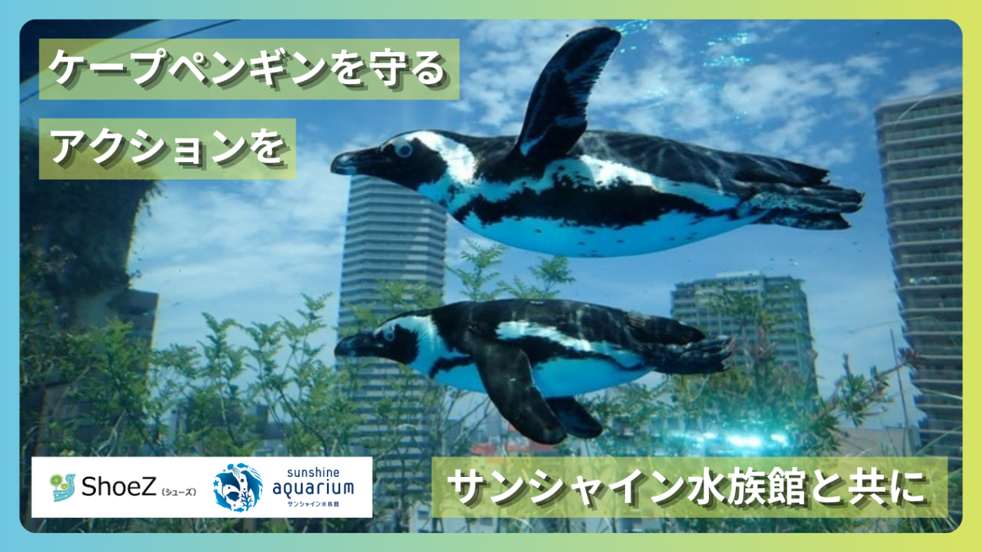 ケープペンギンの爪 10年後には野生下で姿を消す！？絶滅危機の「ケープペンギンを守りたい